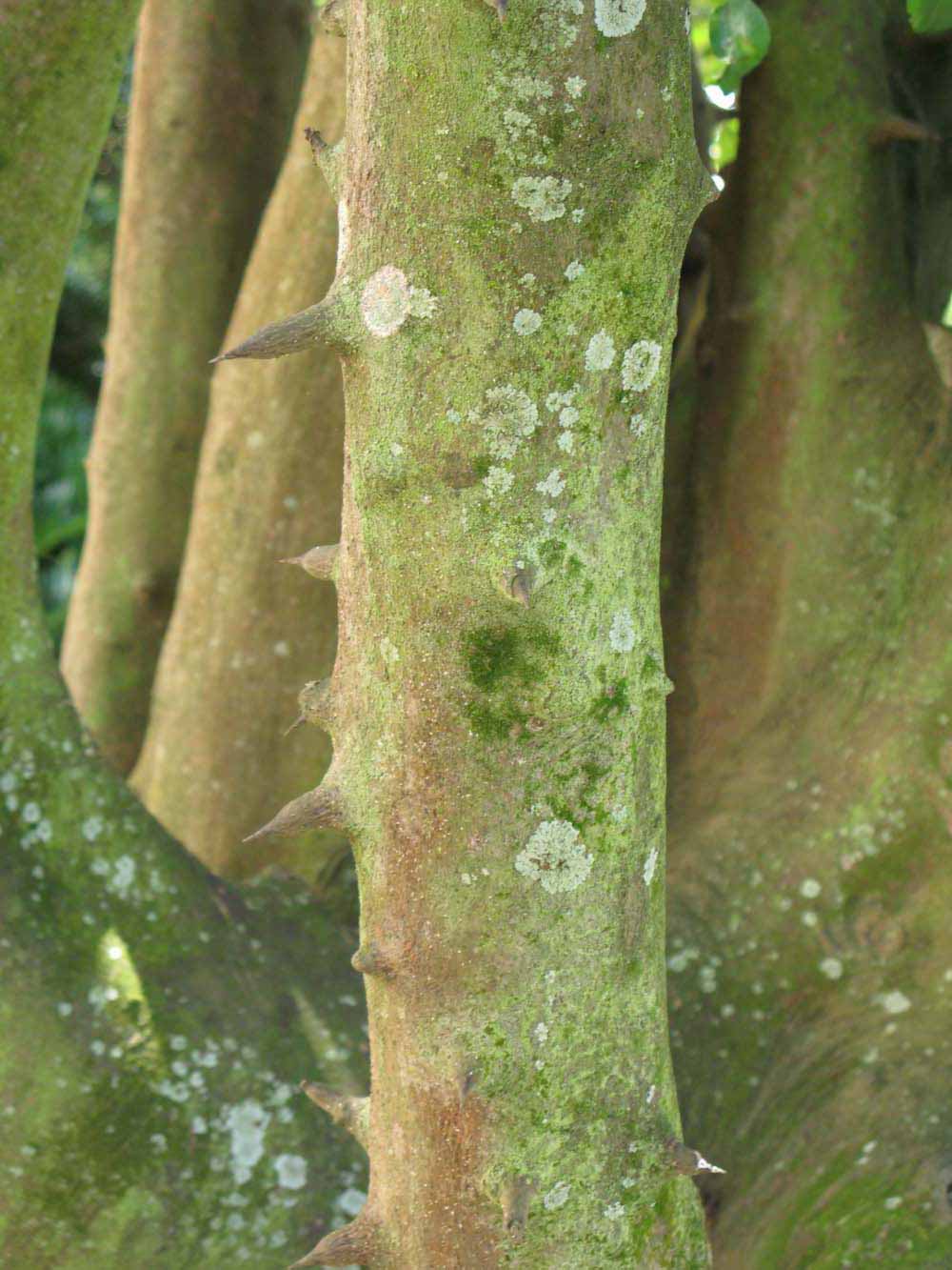              Bark (Winter Haven, FL)       